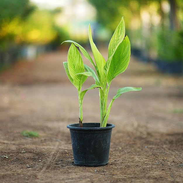 Indian Gardening Vibrant Canna Variegated | Striped Leaf Canna